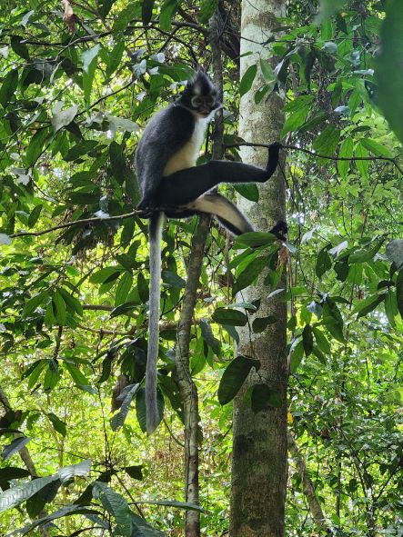 Thomas-leaf-eating-monkey